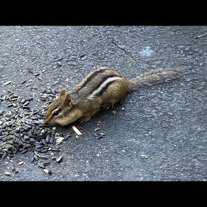 Meet your Posher, Tony